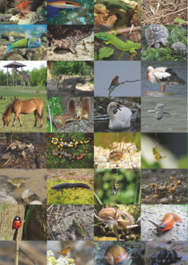 Biodiversité en-jeux