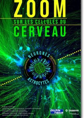 Zoom sur les cellules du cerveau